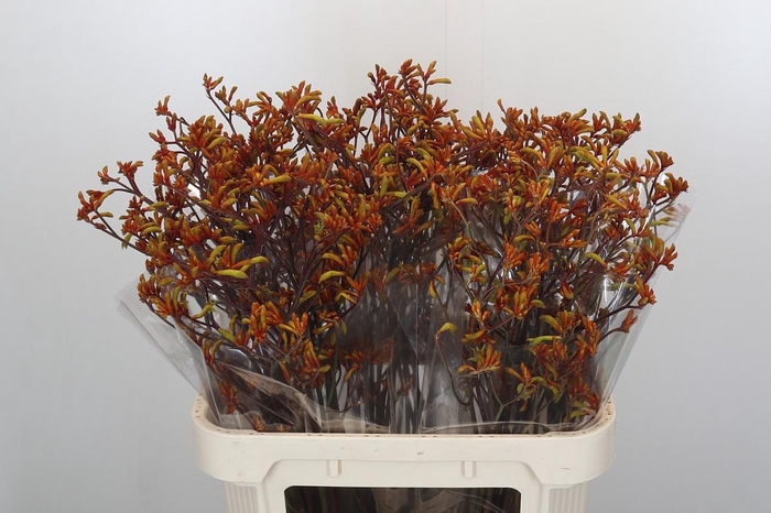 Anigozanthos Bush Sunset