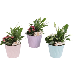 Yearround Arr. Indoor Ceramic Soft Elegance SE662 Ø14cm 2PP