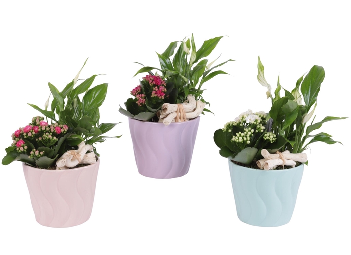 <h4>Yearround Arr. Indoor Ceramic Soft Elegance SE662 Ø14cm 2PP</h4>