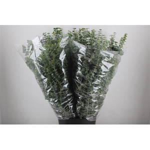 Euca Baby Blue 200gr P Bunch