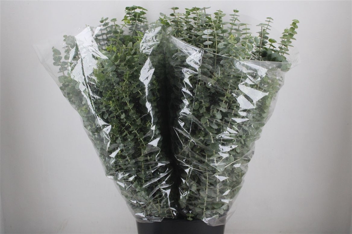 <h4>Euca Baby Blue 200gr P Bunch</h4>
