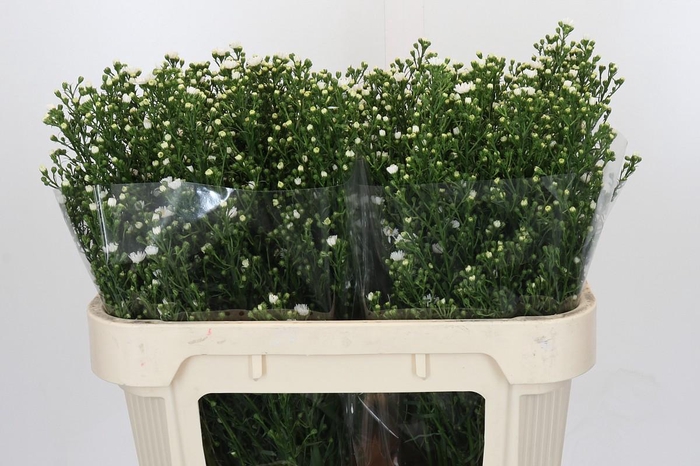 <h4>Aster Paquita</h4>