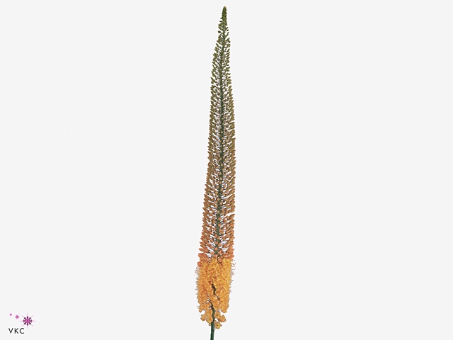 Eremurus Emmy Ro 120cm