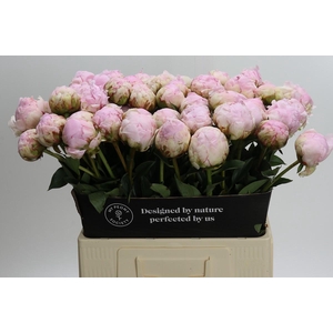 Paeonia Pillow Talk