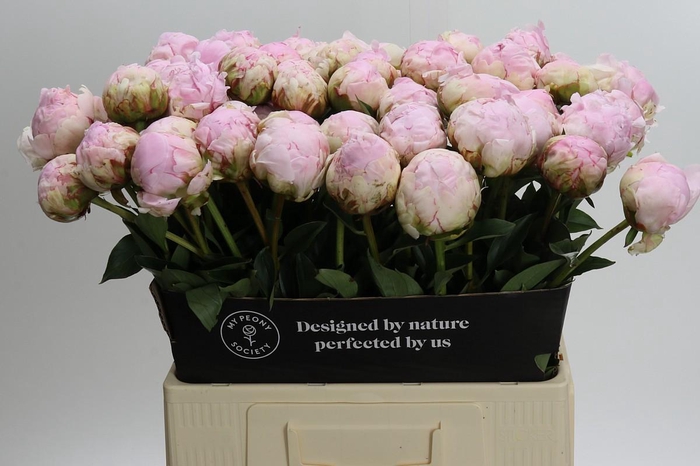 <h4>Paeonia Pillow Talk</h4>