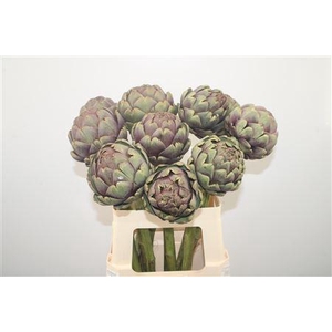 Cynara Sc Purple Romanga