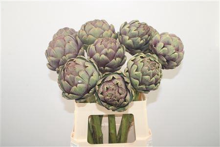<h4>Cynara Sc Purple Romanga</h4>