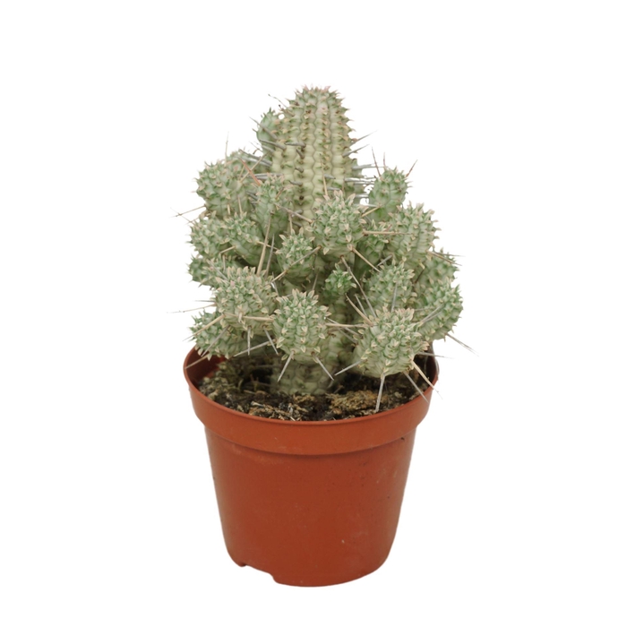 <h4>Euphorbia mammillaris</h4>