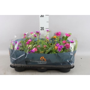 Lewisia cot.