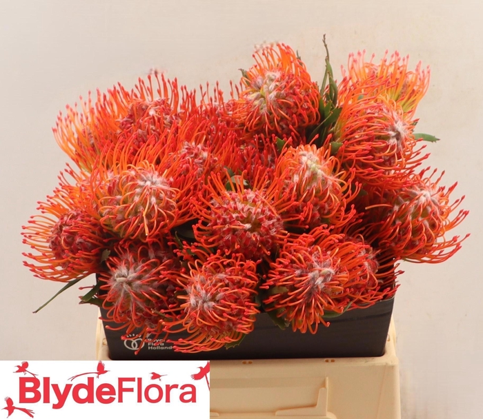 <h4>LEUCO CO TANGO</h4>