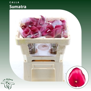Calla Sumatra