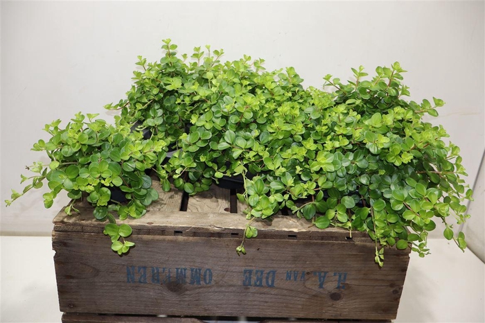 <h4>Pep Rotundifolia</h4>