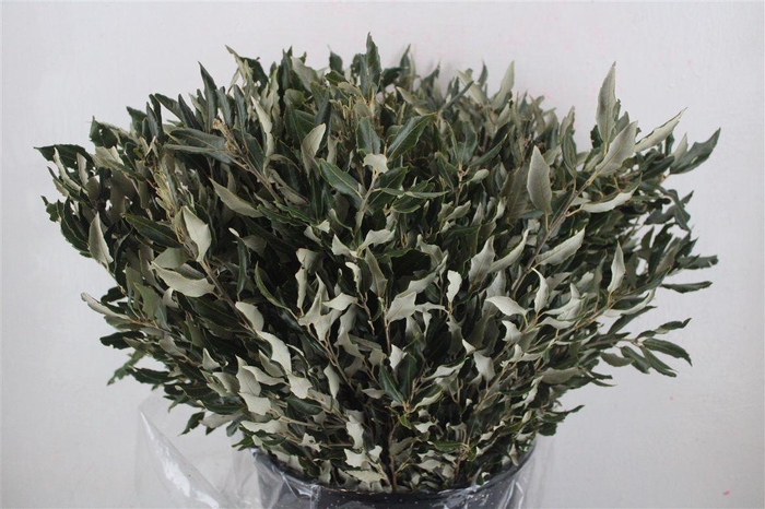 <h4>Oak Holm P/b</h4>