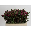 Paeonia Red Sarah Ongeplozen