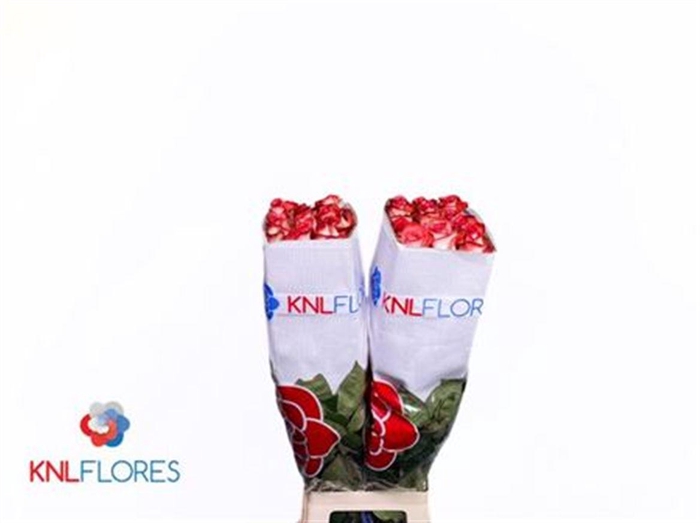 <h4>R Gr Blush Ec</h4>