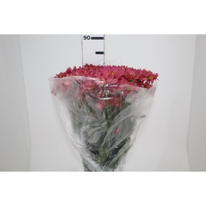 CRISANTEMO DARK SPLEND REAGAN 080 CM