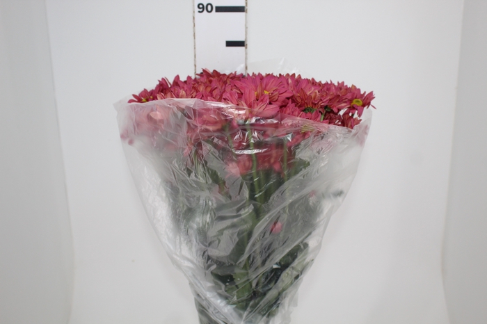 <h4>CRISANTEMO DARK SPLEND REAGAN 080 CM</h4>