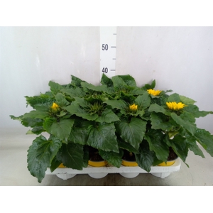 Helianthus an. 'Sunsation'