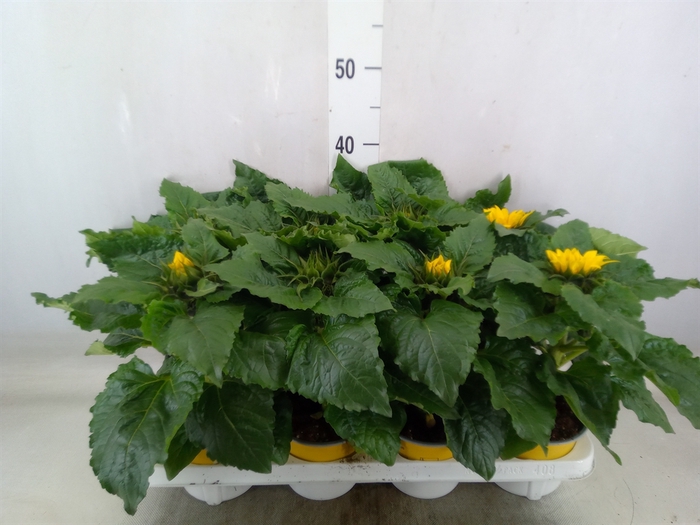 <h4>Helianthus an. 'Sunsation'</h4>