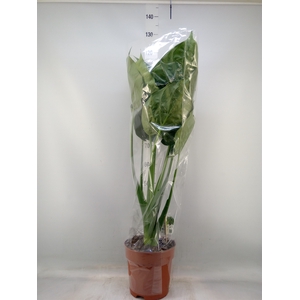 Alocasia cucullata