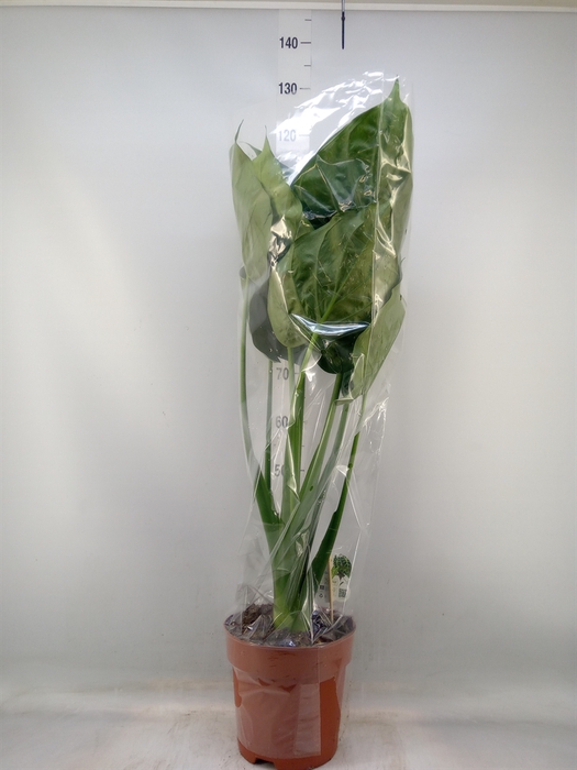 <h4>Alocasia cucullata</h4>
