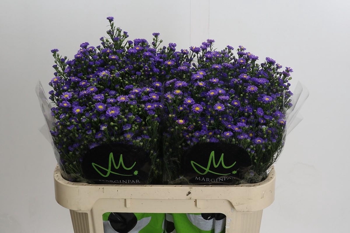 Aster Teeny Tiny Blue