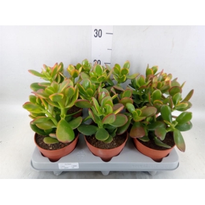 Crassula ovata 'Sunset'