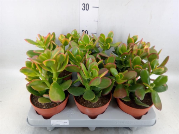 <h4>Crassula ovata 'Sunset'</h4>