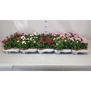Dianthus  'Oscar'   ...mix