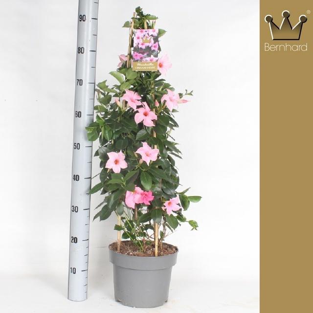 <h4>MANDE SUN CR PINK</h4>