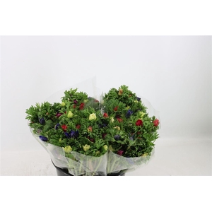 Anem Co Jerusal Mixed