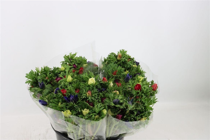 <h4>Anem Co Jerusal Mixed</h4>