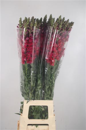 <h4>Antirrhinum It. Red Potomac Ex</h4>