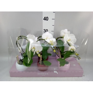 Phalaenopsis   ...white