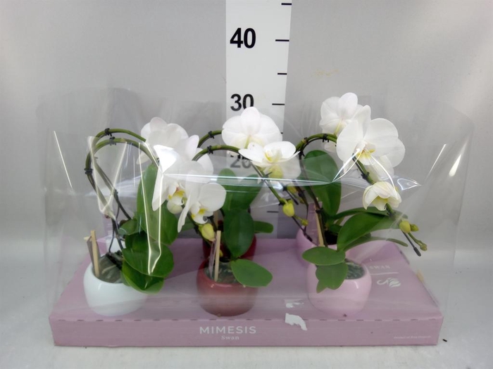 <h4>Phalaenopsis   ...white</h4>
