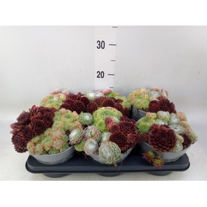 Sempervivum   ...