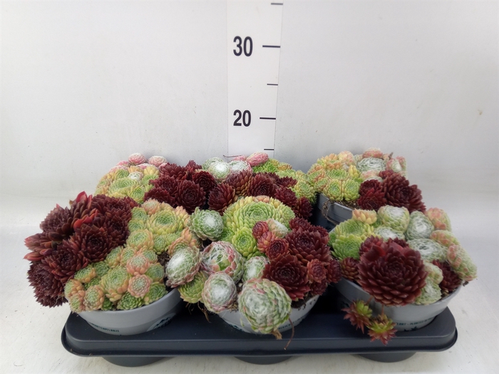 <h4>Sempervivum   ...</h4>