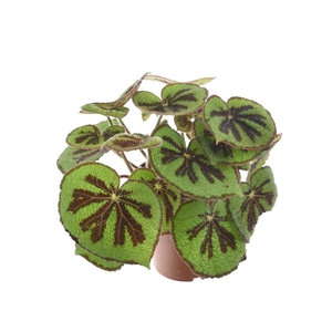 Begonia BD masoniana 'Mountain'