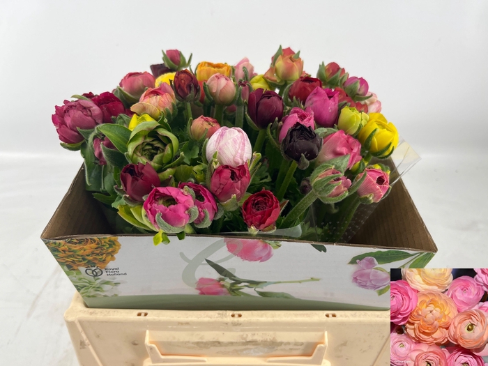 <h4>RAN GEM IN BOS</h4>