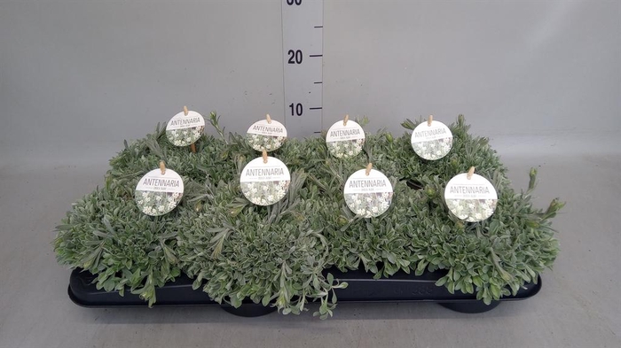 <h4>Antennaria dioica</h4>