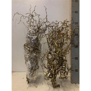 Corylus Av Contorta 50cm X10