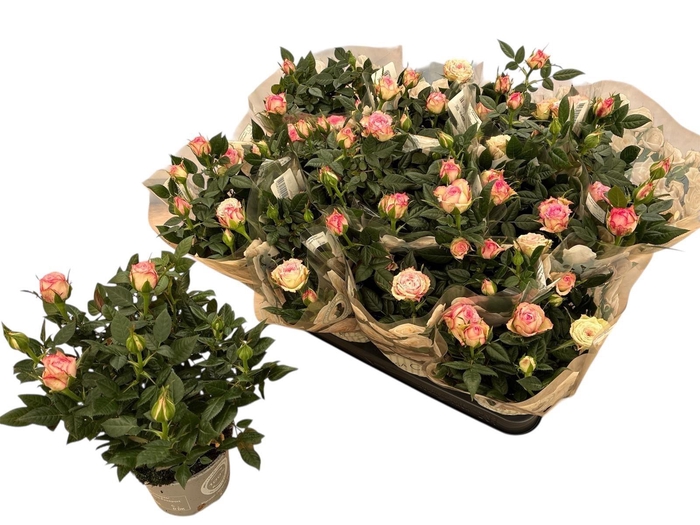 <h4>RO CAROUSEL KORD</h4>