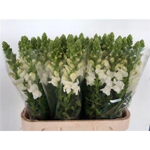 Antir Nl. Antibes White