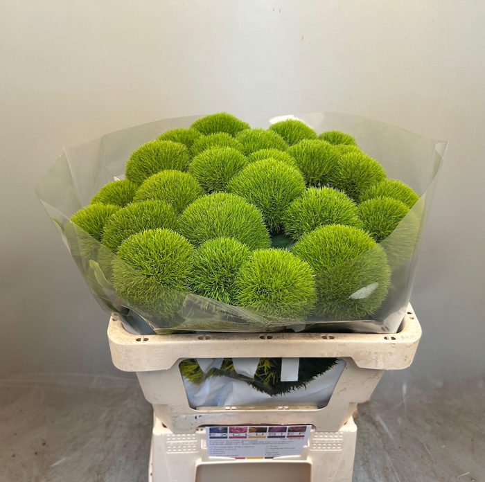 <h4>DI BARB KIWI COOL</h4>