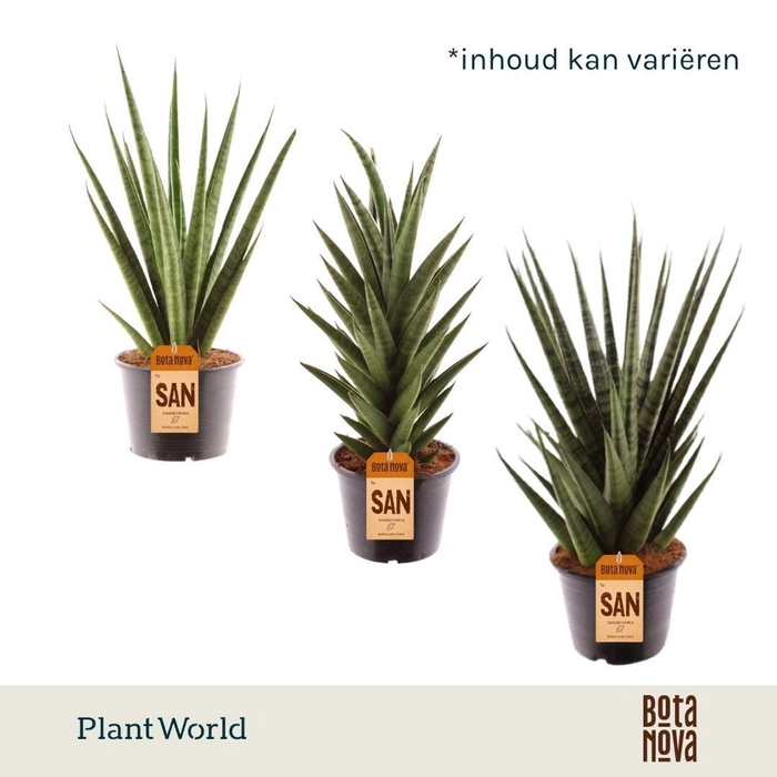 <h4>Sansevieria Cylindrica</h4>