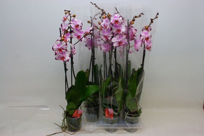 <h4>Phalaenopsis Floriclone Magic Art</h4>