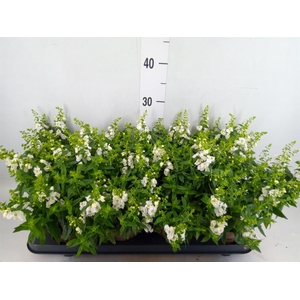 Angelonia  'Serena White'