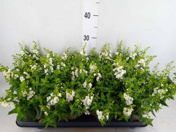 <h4>Angelonia  'Serena White'</h4>