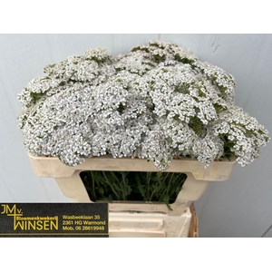 Achillea White Beauty Winsen