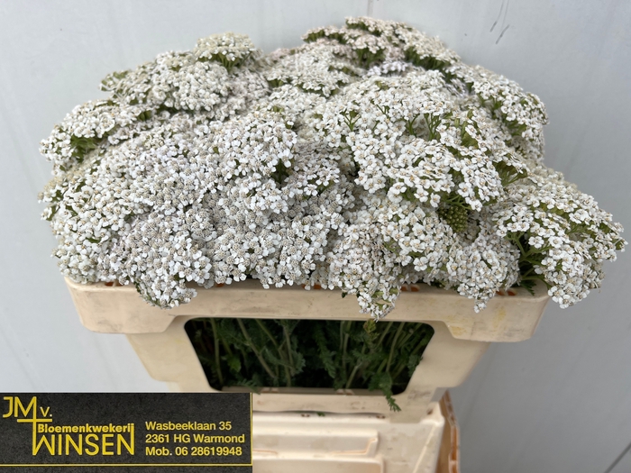 <h4>ACHIL M WHITE BEAUTY</h4>